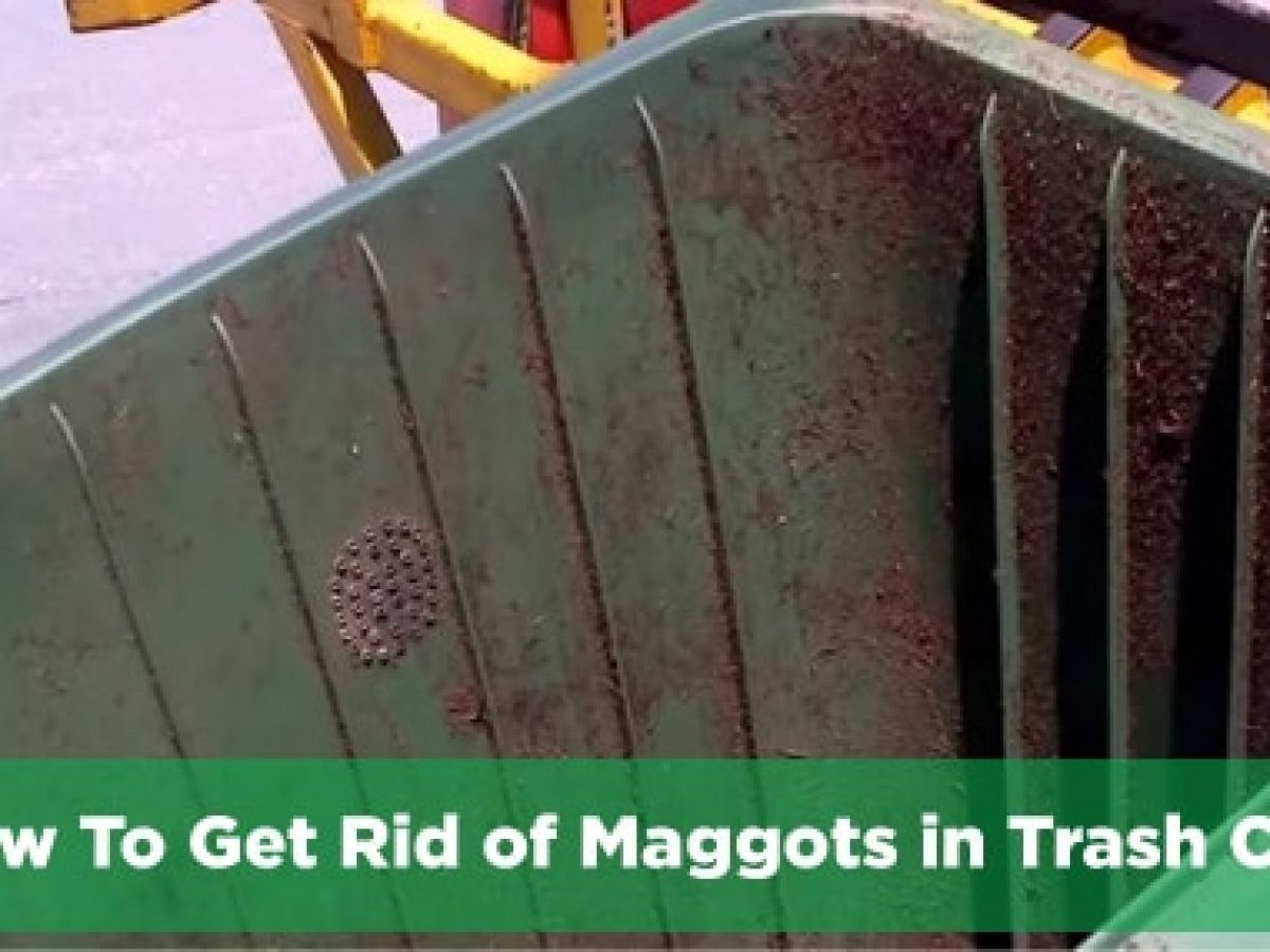 How To Get Rid of Maggots in Trash Can