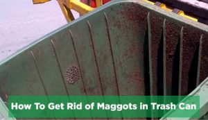 How to get rid of maggots in trash can